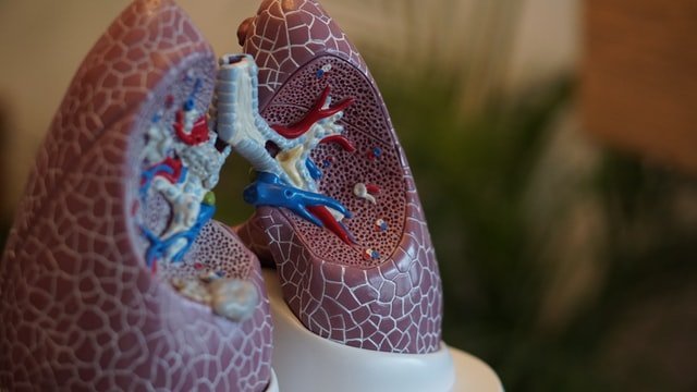Longfysiotherapie MTC Zoetermeer met anatomisch model van longen