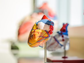 Anatomisch hartmodel bij hartrevalidatie in MTC Zoetermeer