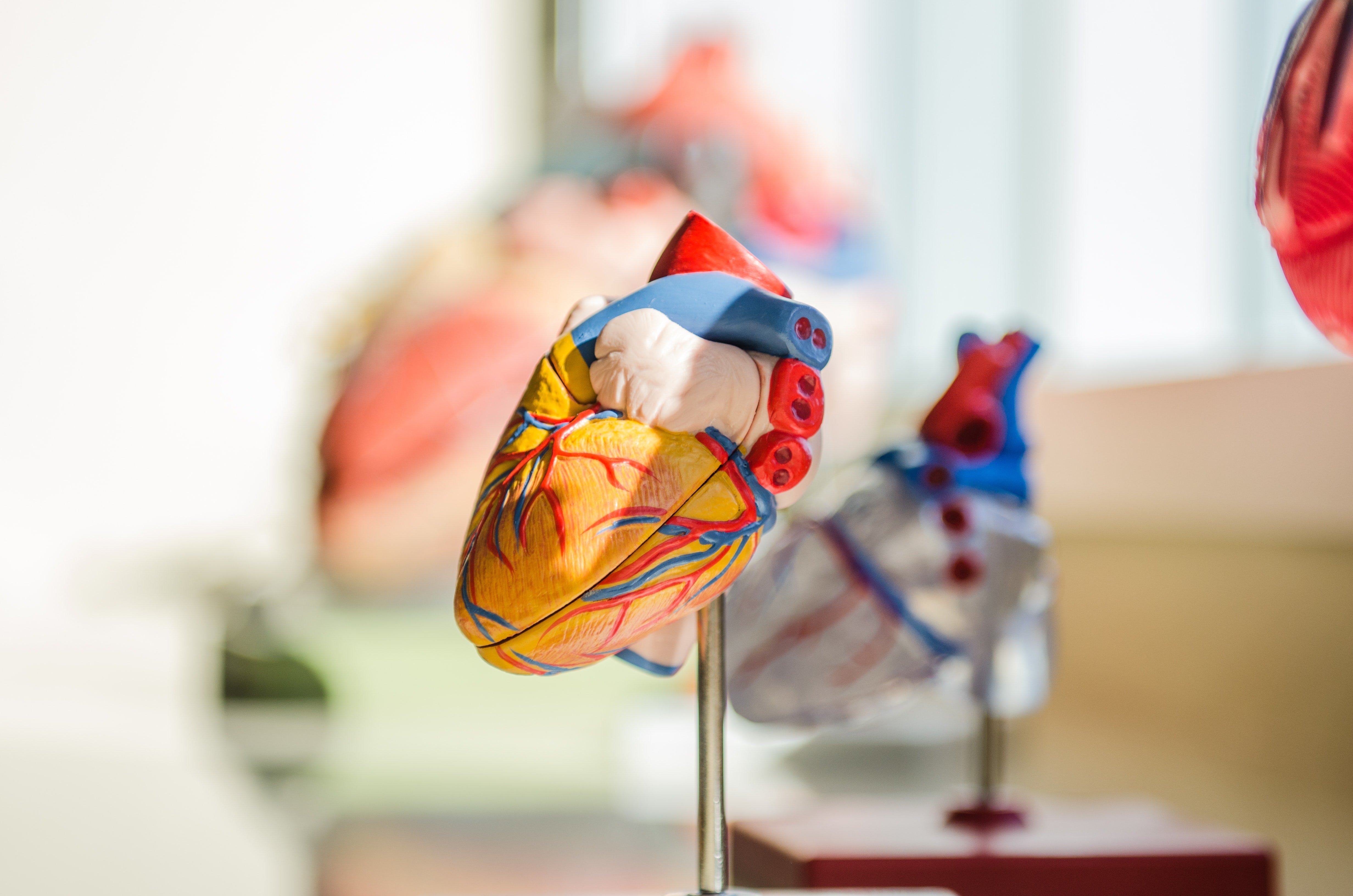 Anatomisch hartmodel bij hartrevalidatie in MTC Zoetermeer